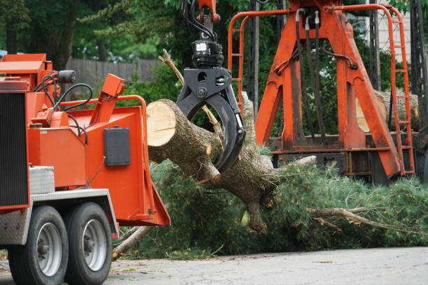 Reliable Beaver Dam Lake, NY Tree Removal Solutions